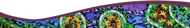 Wavy divider with colorful microscopic cells and particles