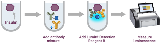 Four-step assay workflow: insulin sample in reaction tube, add antibody  mixture, add Lumit™ Detection Reagent B, measure luminescence on a plate reader.
