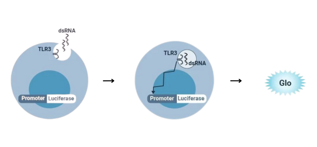 Graphic of TLR3 assay showing dsRNA activation and luminescent signal.