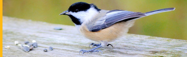 Chickadee