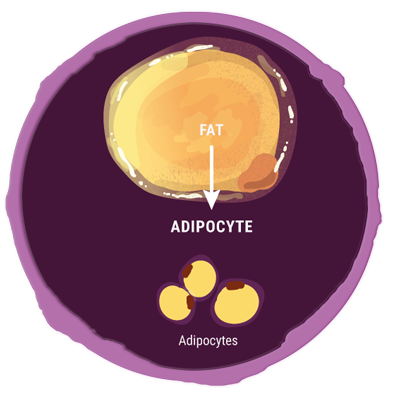 adipocyte (fat cell) with labeled fat droplet