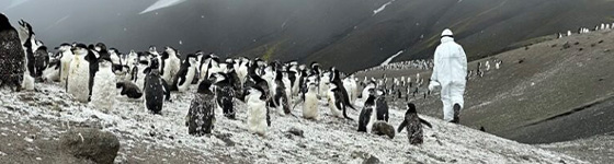 Penguins in Antartica 