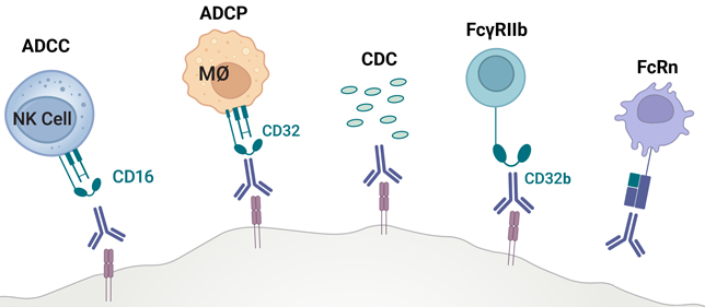 Schematic diagram of Fc effector activity showing five immune mechanisms  (ADCC, ADCP, CDC, FcγRIIb, FcγRn) interacting via CD receptors with an  antibody-coated surface.