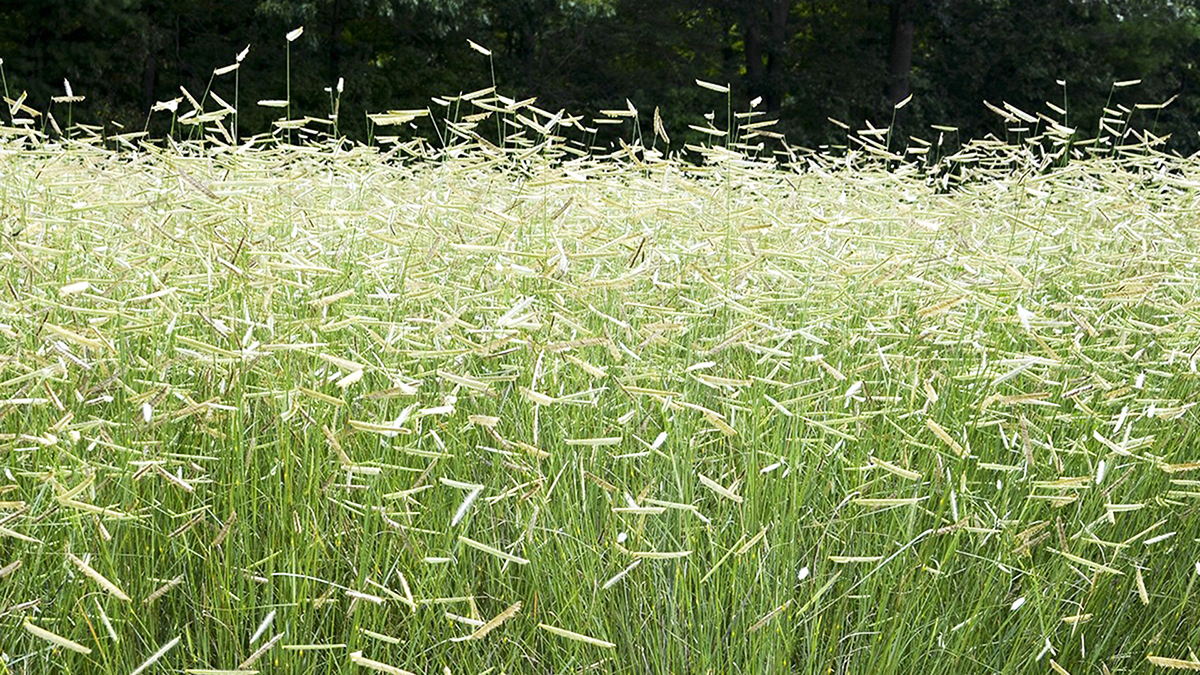 Bluegramma native grass