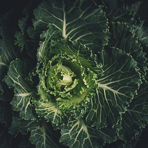 green-2602597_640-cabbage