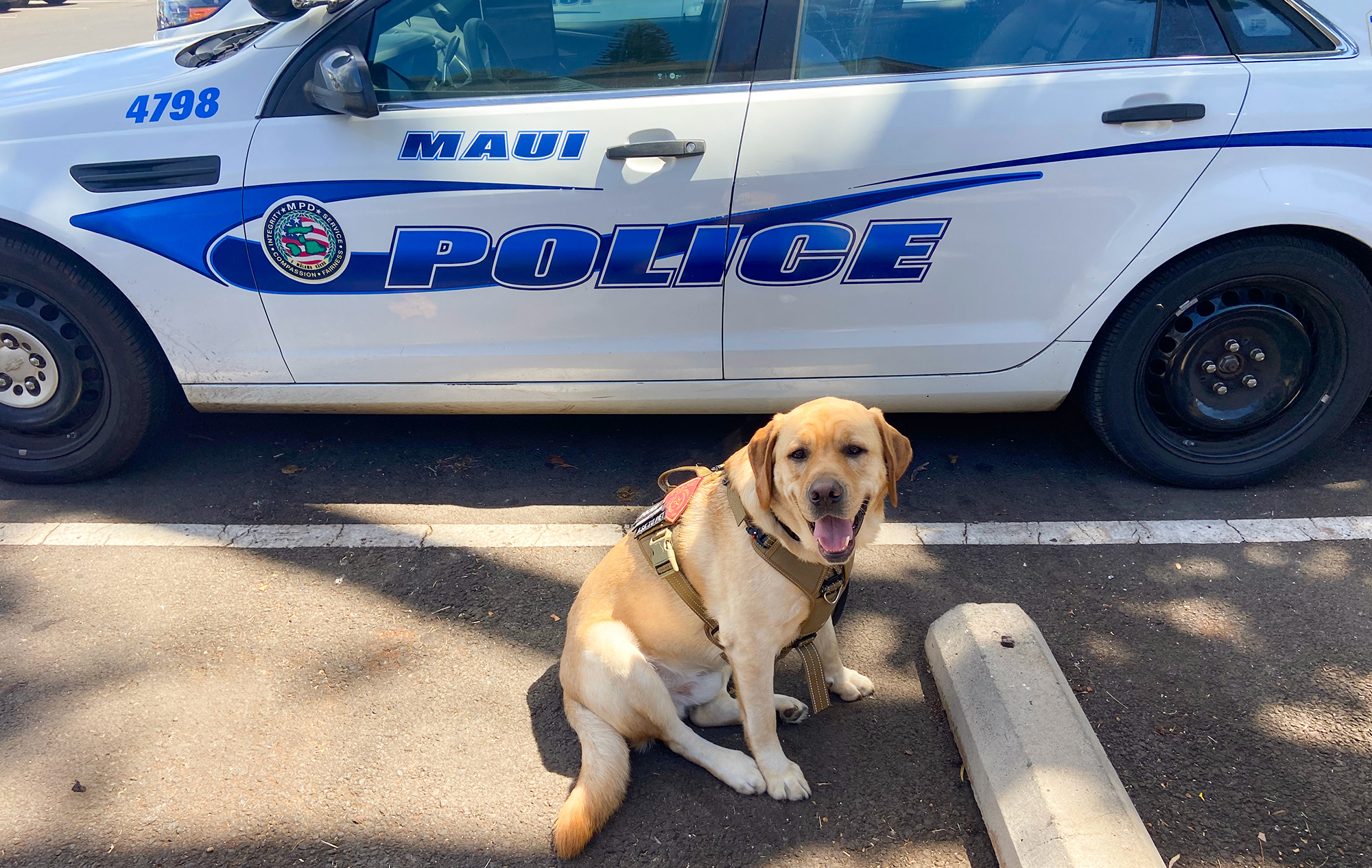 pawfficer brady in front of a maui police car