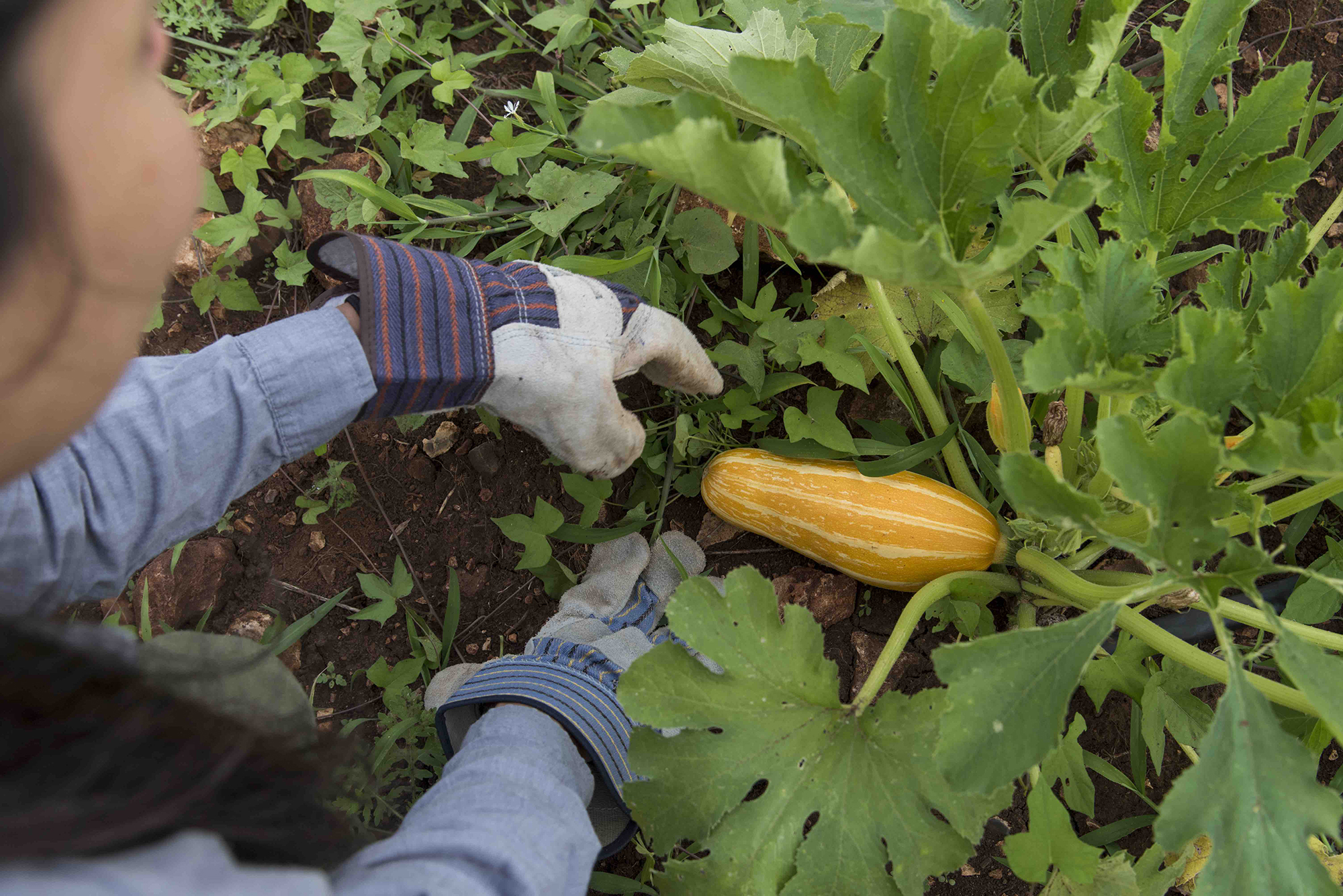 a person harvesting produce