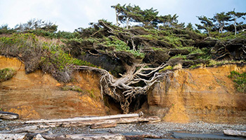 Tree of Life at Kalaloch Beach in Washington state