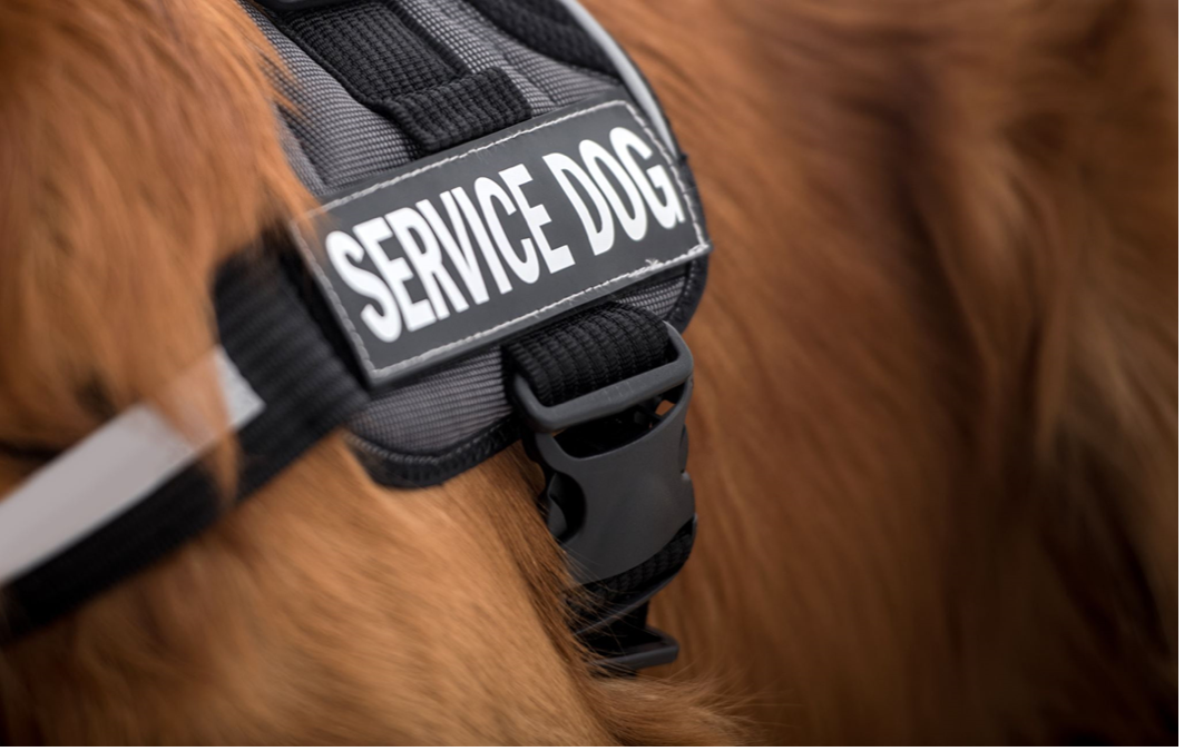A close-up image of a service dog harness that says “service dog” in white text. All you can see of the image is the abdomen of the dog with rust colored fur that is wearing the service dog harness.