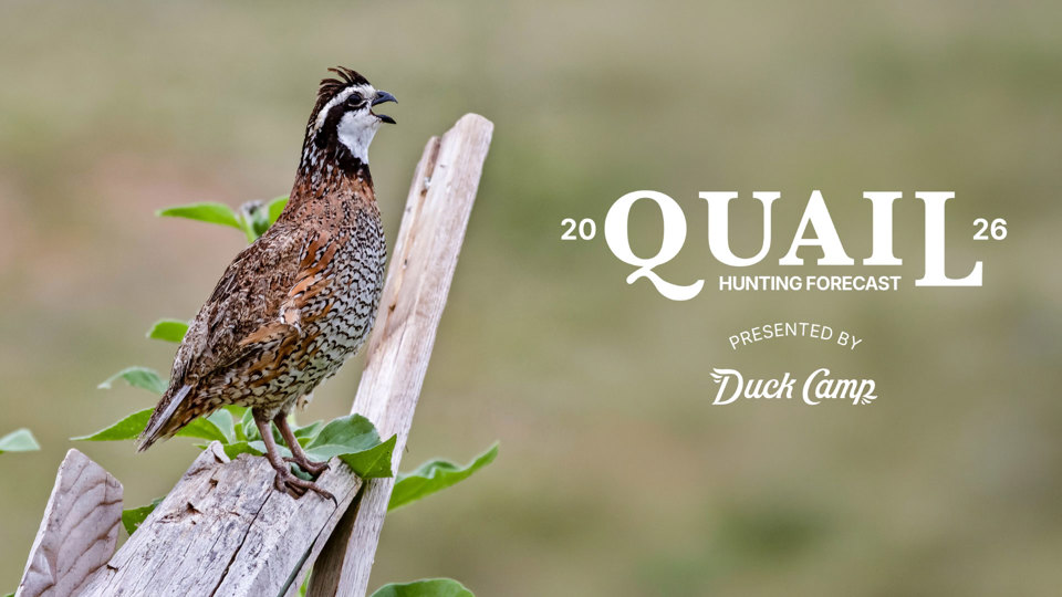 Quail Hunting Forecast