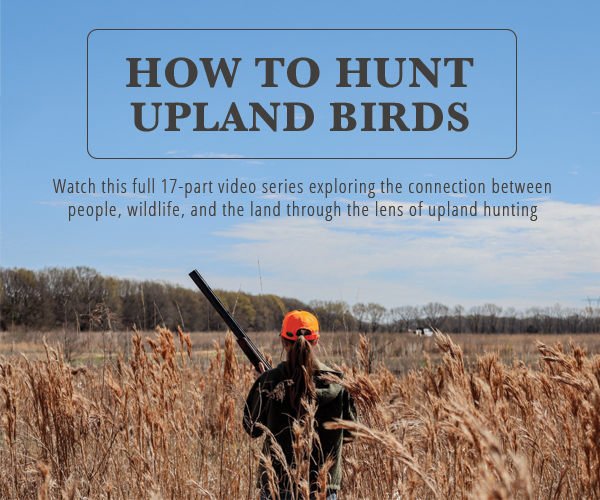 How To Hunt Upland Birds